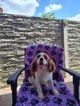 De vanzare Mascul din rasa Cavalier King Charles Spaniel