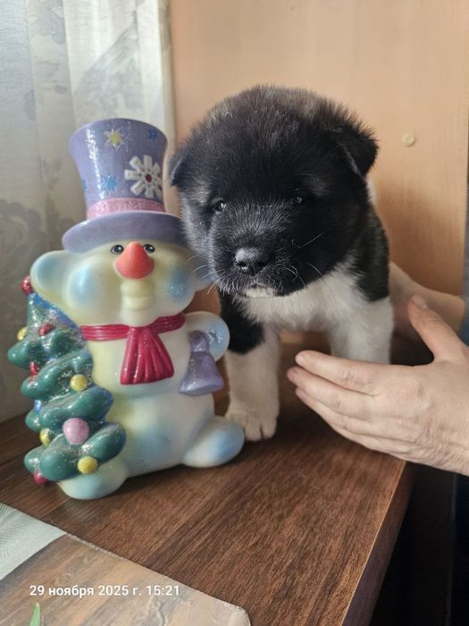 Щенки американской акиты