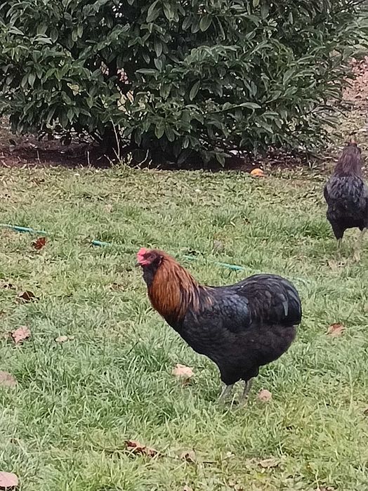 Cocoși Araucana din 2025 de vânzare