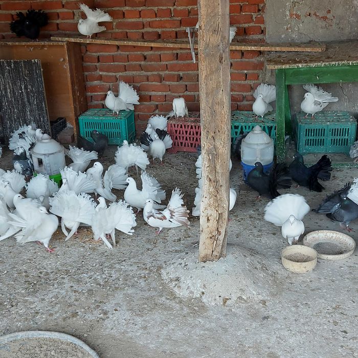 Продавам гълъби финерлии