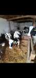 Vând vițica  holstein