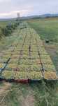 Vand struguri de vin productie 2025