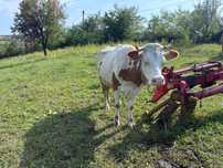Vând vaca tanara