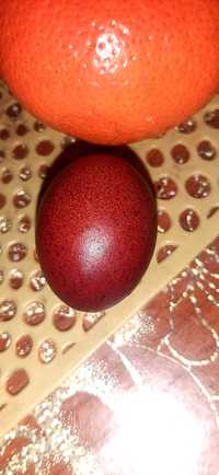 Oua pentru incubație marans,susex,australorp