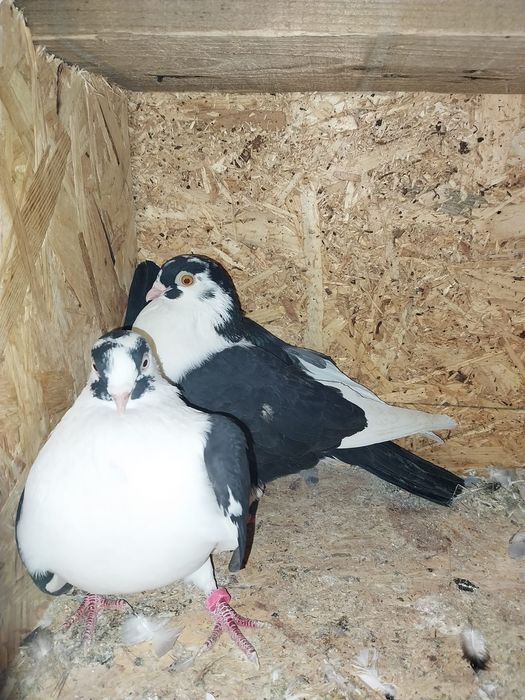 Jucători de galați