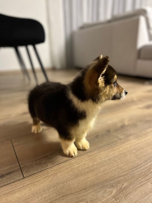 Welsh Corgi Pembroke