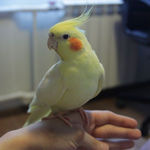 Ручные кореллы птенцы