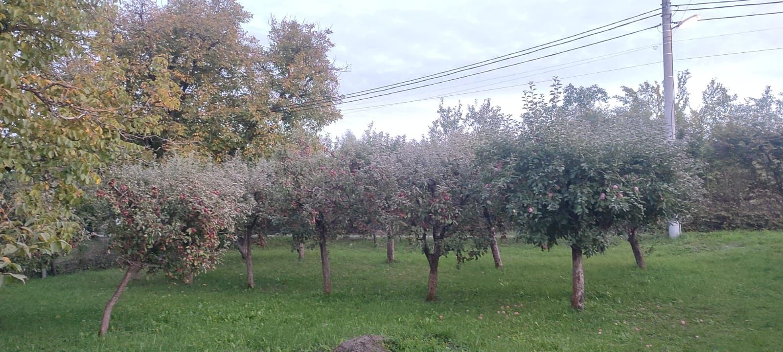 Vând teren intravilan ( loc de casa)/ livada pe rod