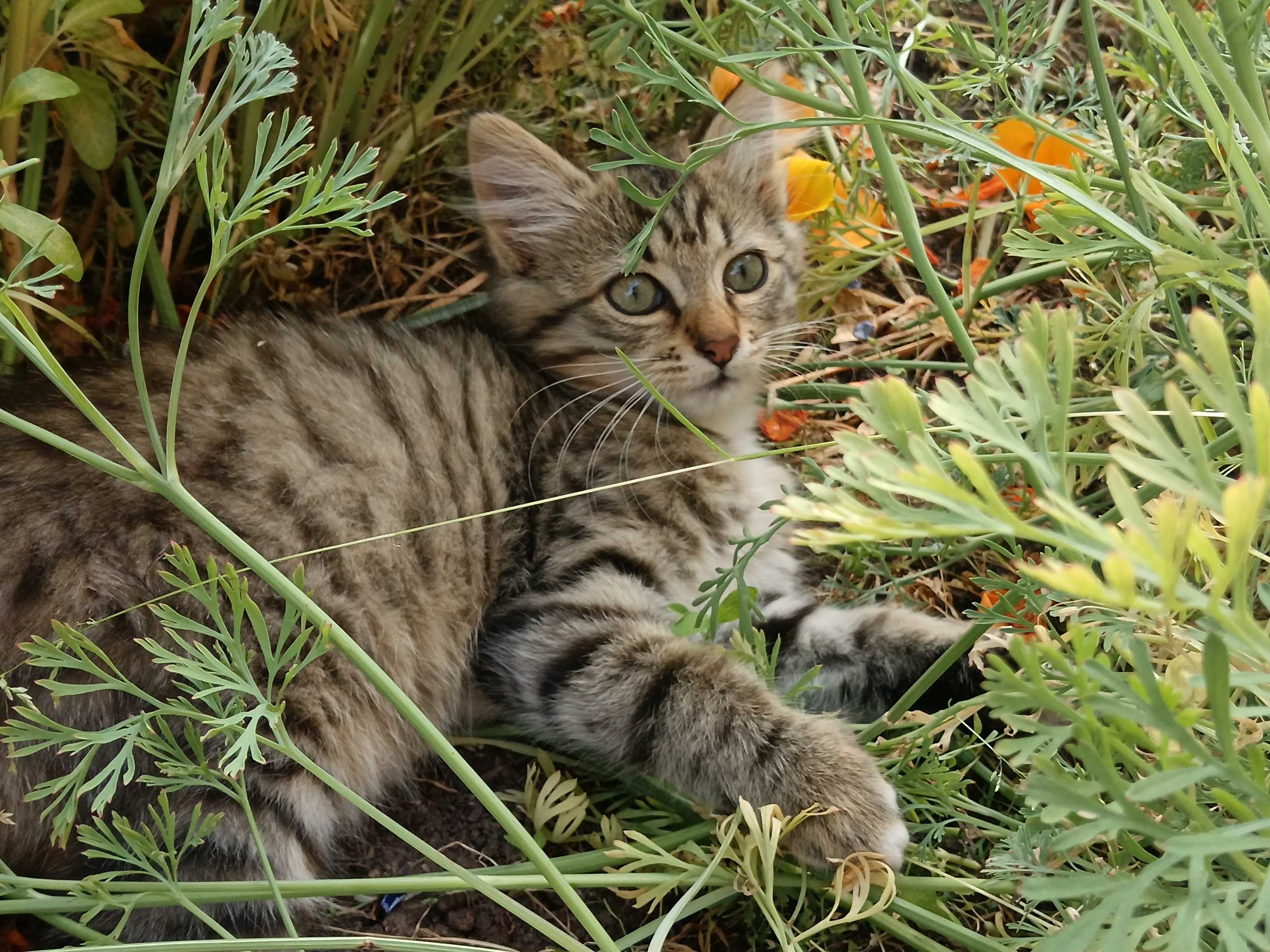 Подарявам женско коте