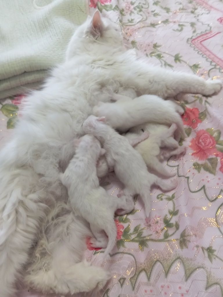Скотч хейланд тоза кон