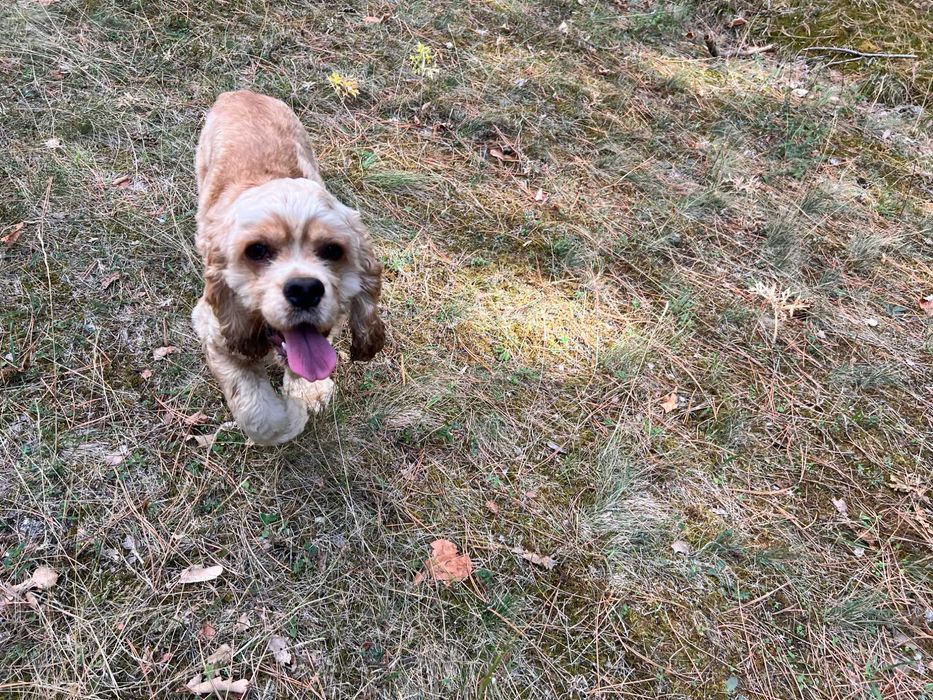 Американски кокер шпаньоли и спрингер шпаньол