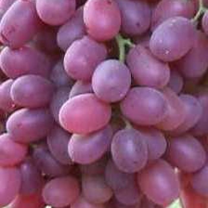 Vita de vie altoita  nobila de masa soiuri roze