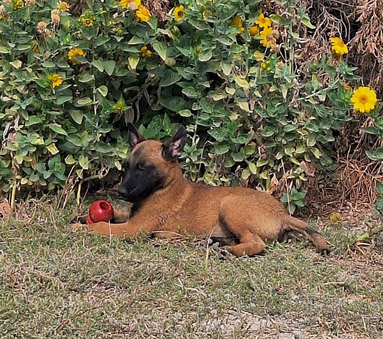 Продаются щенки бельгийская овчарка.