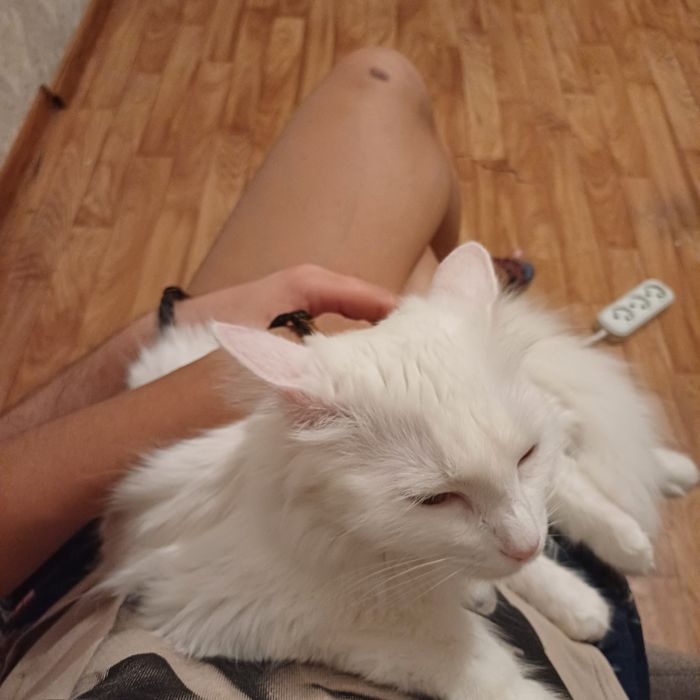 Пропала кошка район Айтиева-Петрова