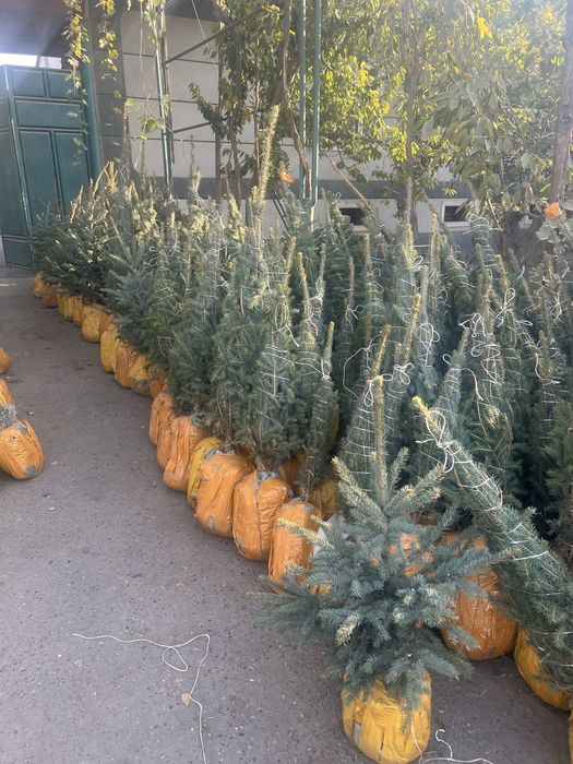 Арча ва манзарали дарахтлар берёза и голубая ель