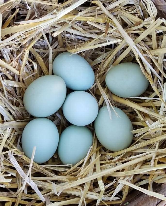 Araucana oua pentru incubatie