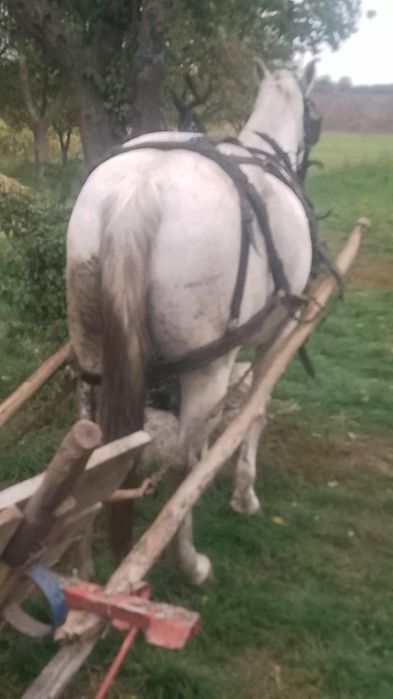 Vând cal bun de caruța