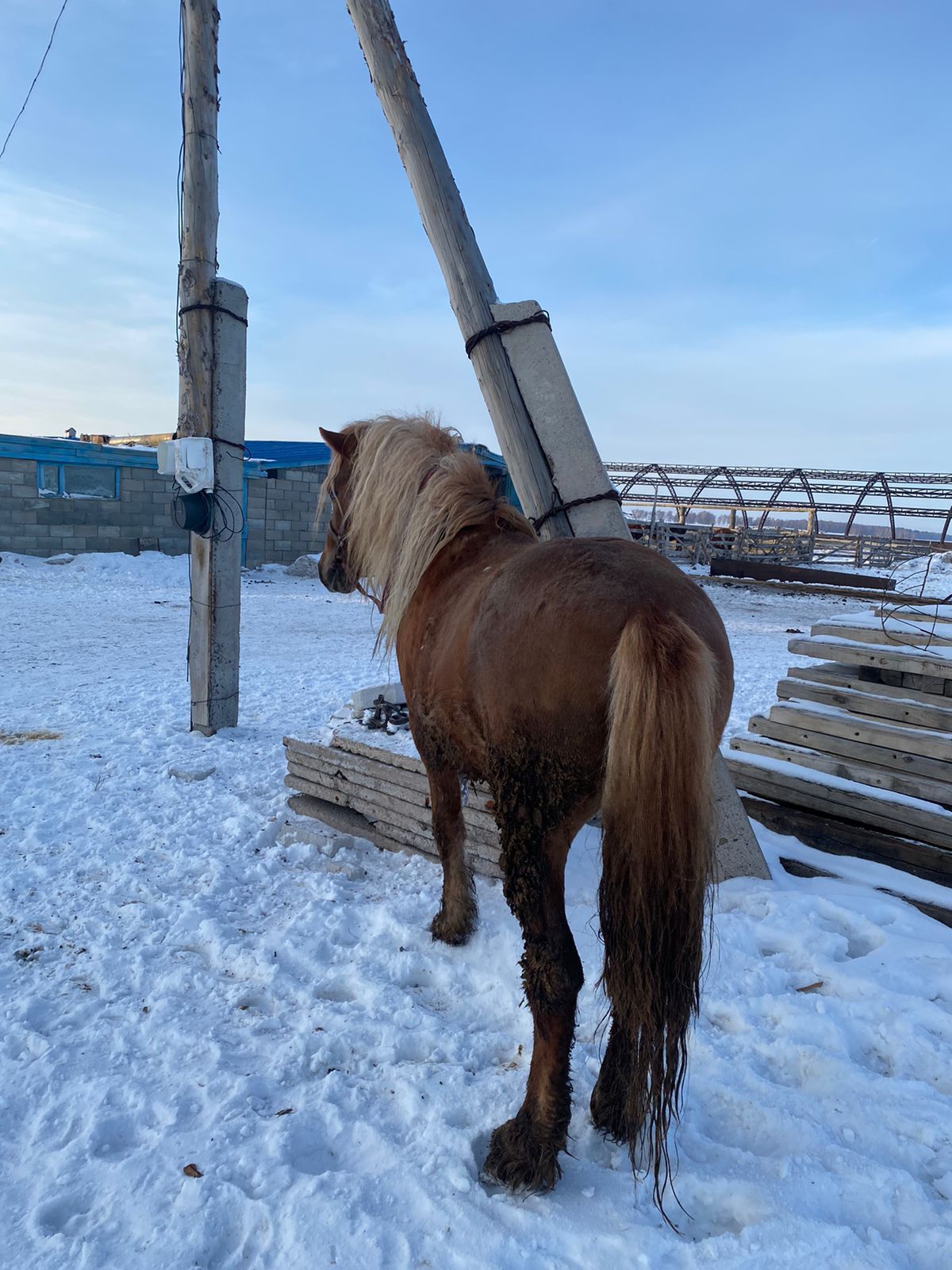 Продам откормленных жеребцов.