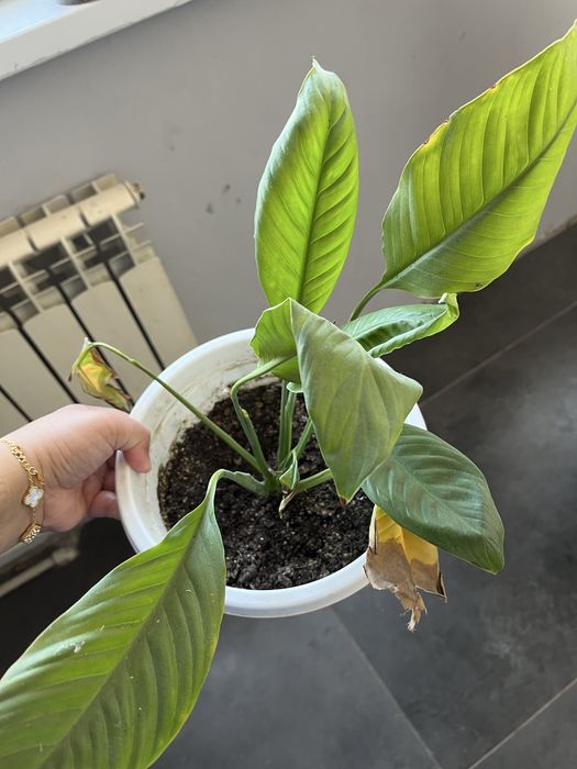 Продом горшочные цветы