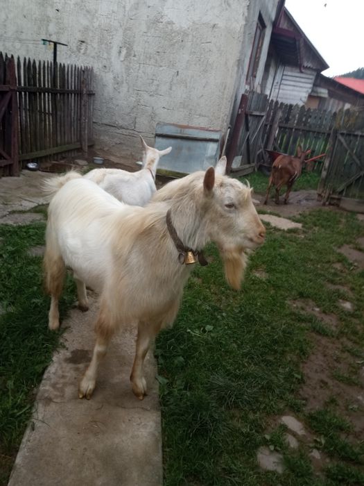 Țap de vânzare!rasa sanen