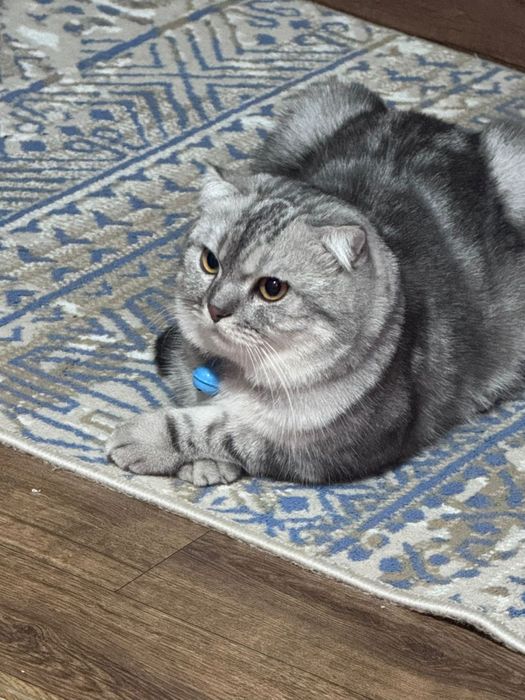 Продаётся кот Веслоухий