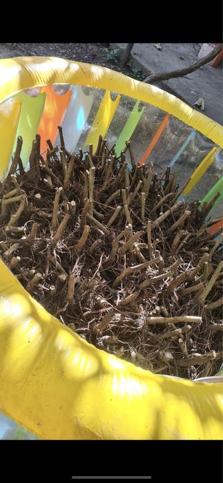 Paulownia SHANTONG PREMIUM: Butasi, Seminte, Drajoni