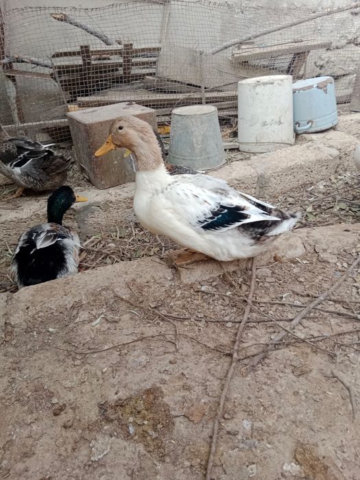 Семіз үйрек сатылады 3штук бар