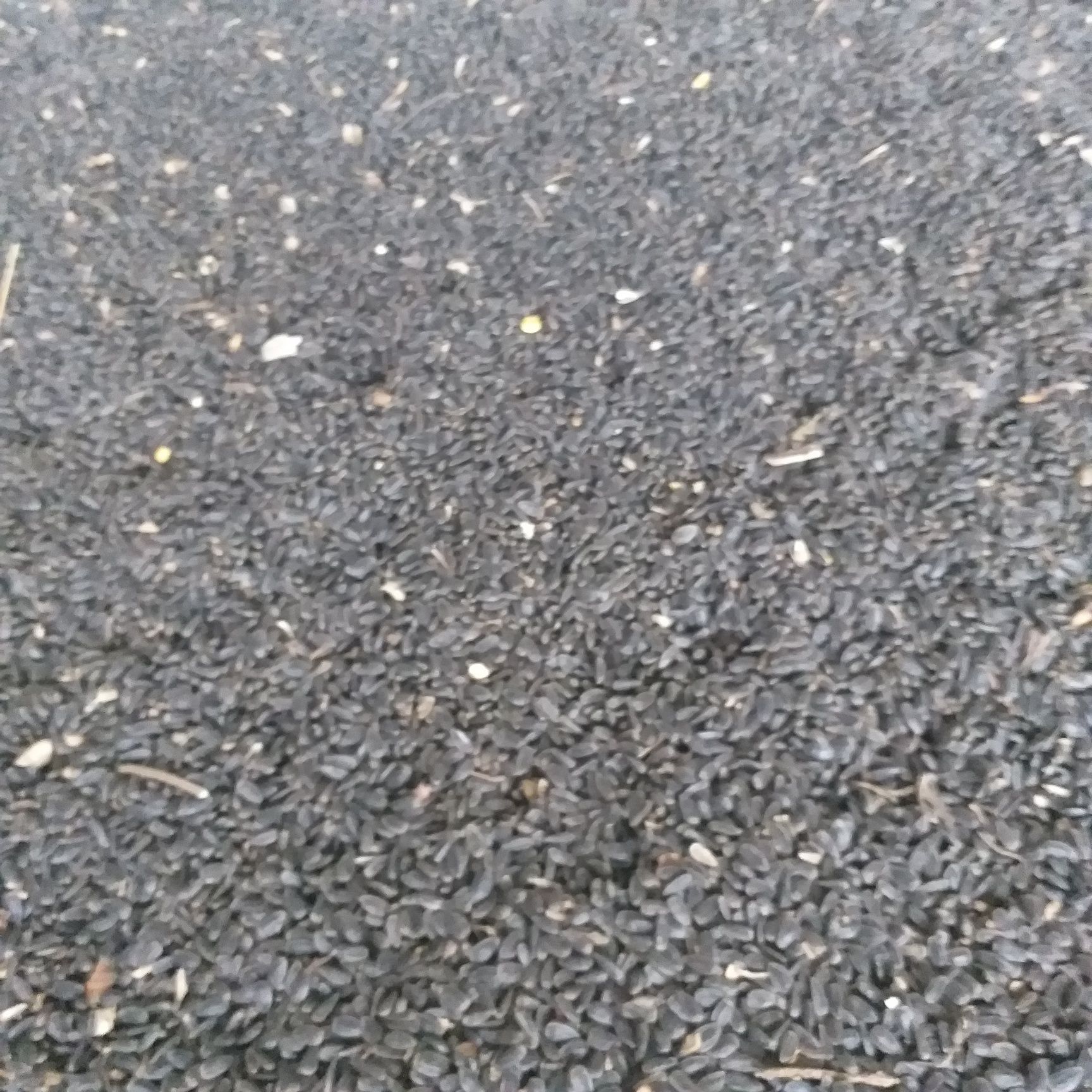 Porumb boabe,Floarea soarelui,grâu.