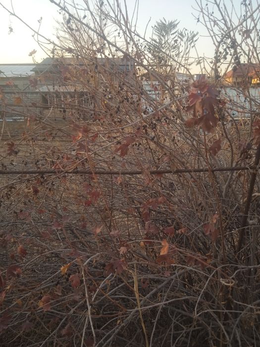 Саженцы черной смородины