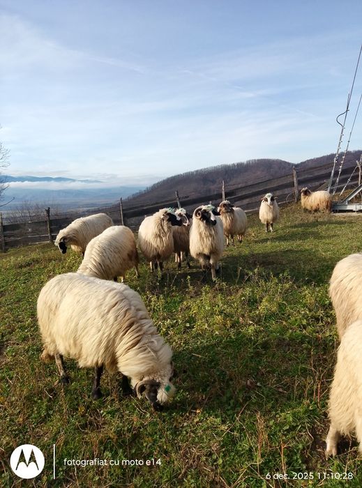 Vindem 11 bucăți ovine