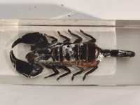Cкорпион гетерометрус (Heterometrus sp.) в стекле