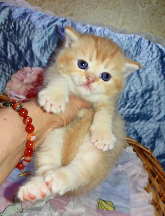 Продается шикарный котенок мальчик, золотая шиншилла.