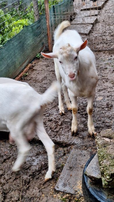 Vânt rap rasa sannen. 20 lei kg