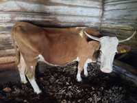Se vinde vacă de 15 ani cu doua vițelușe una de 3 lunii și una de 1 an