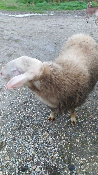 Мъжко агне Асаф ,