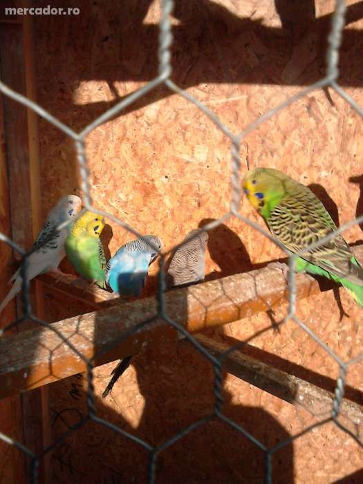 Vând peruși diferite culori