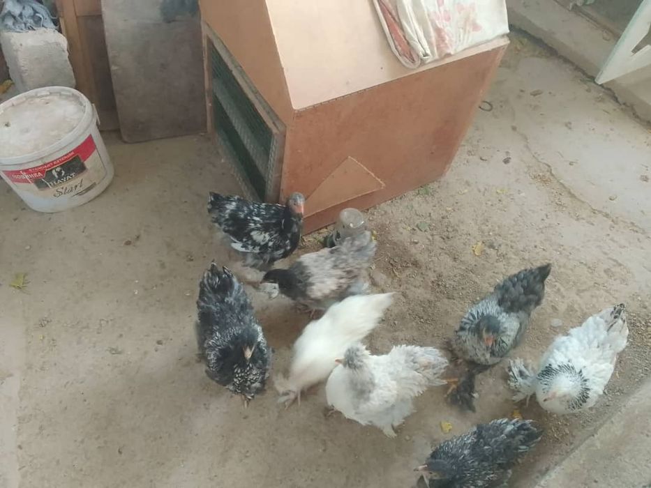 Продается брамо оригинал