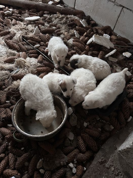 Donez 7 catei varsta 1 luna