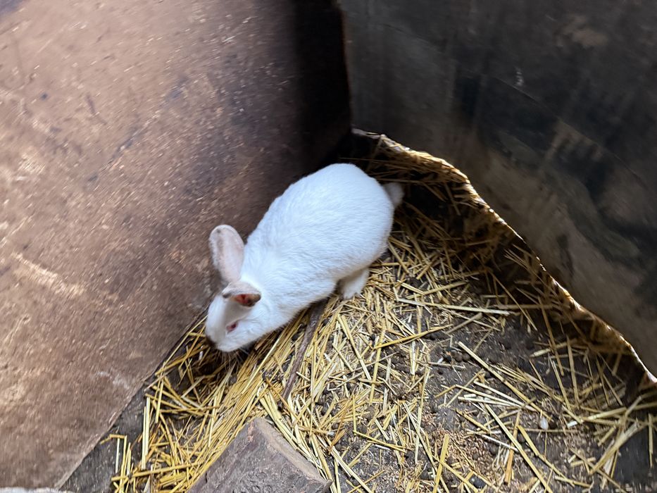 Vand un mascul+o femela 250 de lei se vand urgent