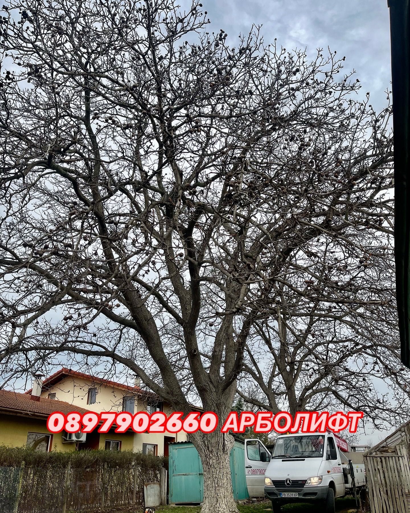 Рязане и поддръжка на дървета Пловдив АРБОЛИФТ
