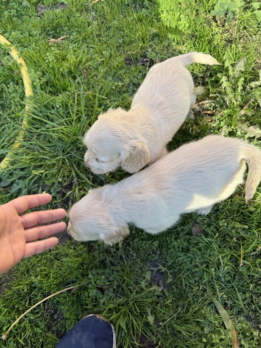 Кокерчета с първа ваксина обезпаразитени вътрешно.