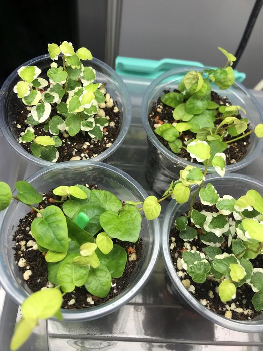 Продам 2 вида фикус Пумила!