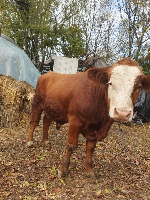 Vand tâuras rasa baltata românească