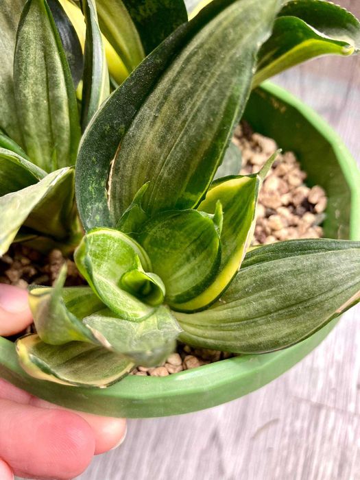 Сортовые сансевиерии