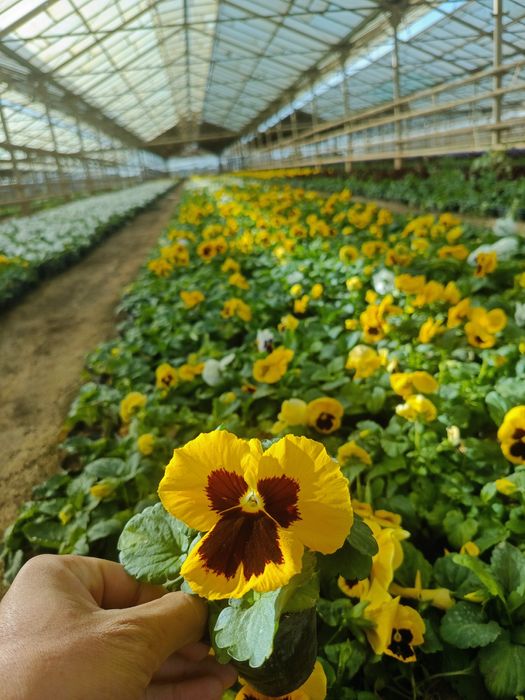 Viola gullari bor