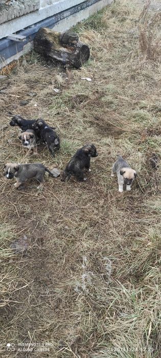 Дворняжки очень злые