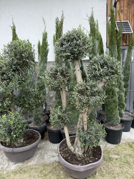 Oleea europa ( maslini secular ) bonsai si classic
