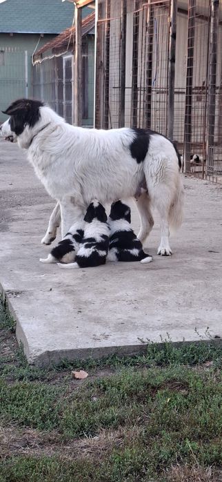 Ciobanesc de bucovina