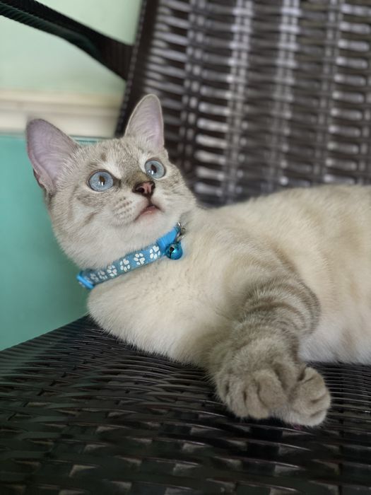 Продается. Sotiladi