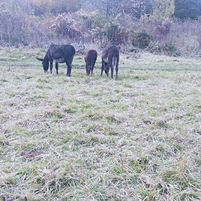 Vând două măgărițe